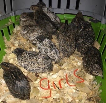 QUAILS,POINT OF LAY CHINESE PAINTED BUTTONS !