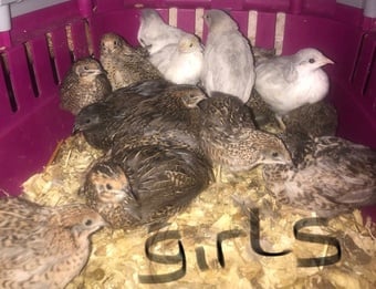 SEXED QUAILS, CHINESE PAINTED BUTTONS !