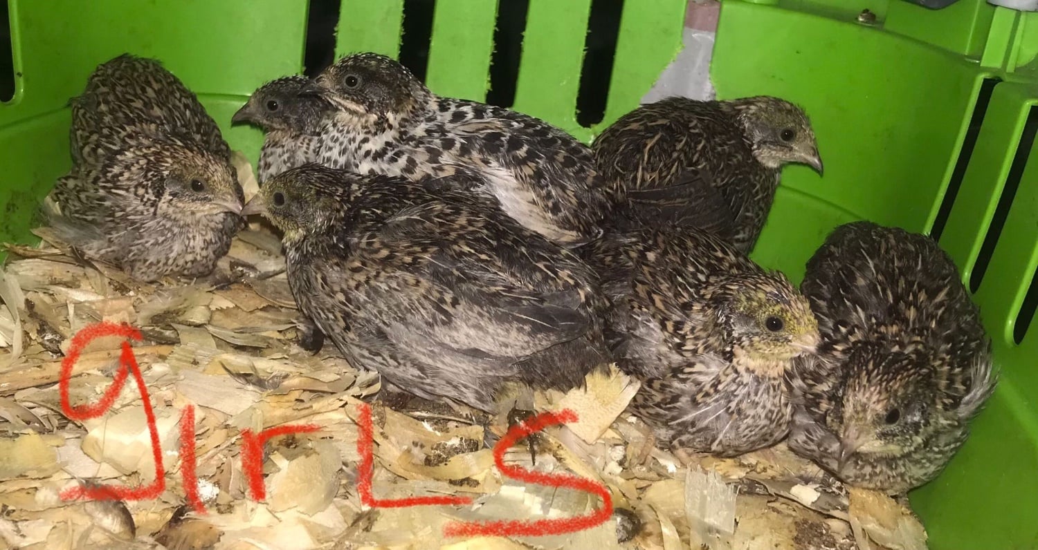 SEXED QUAILS/CHINESE PAINTED BUTTONS ! in Warminster