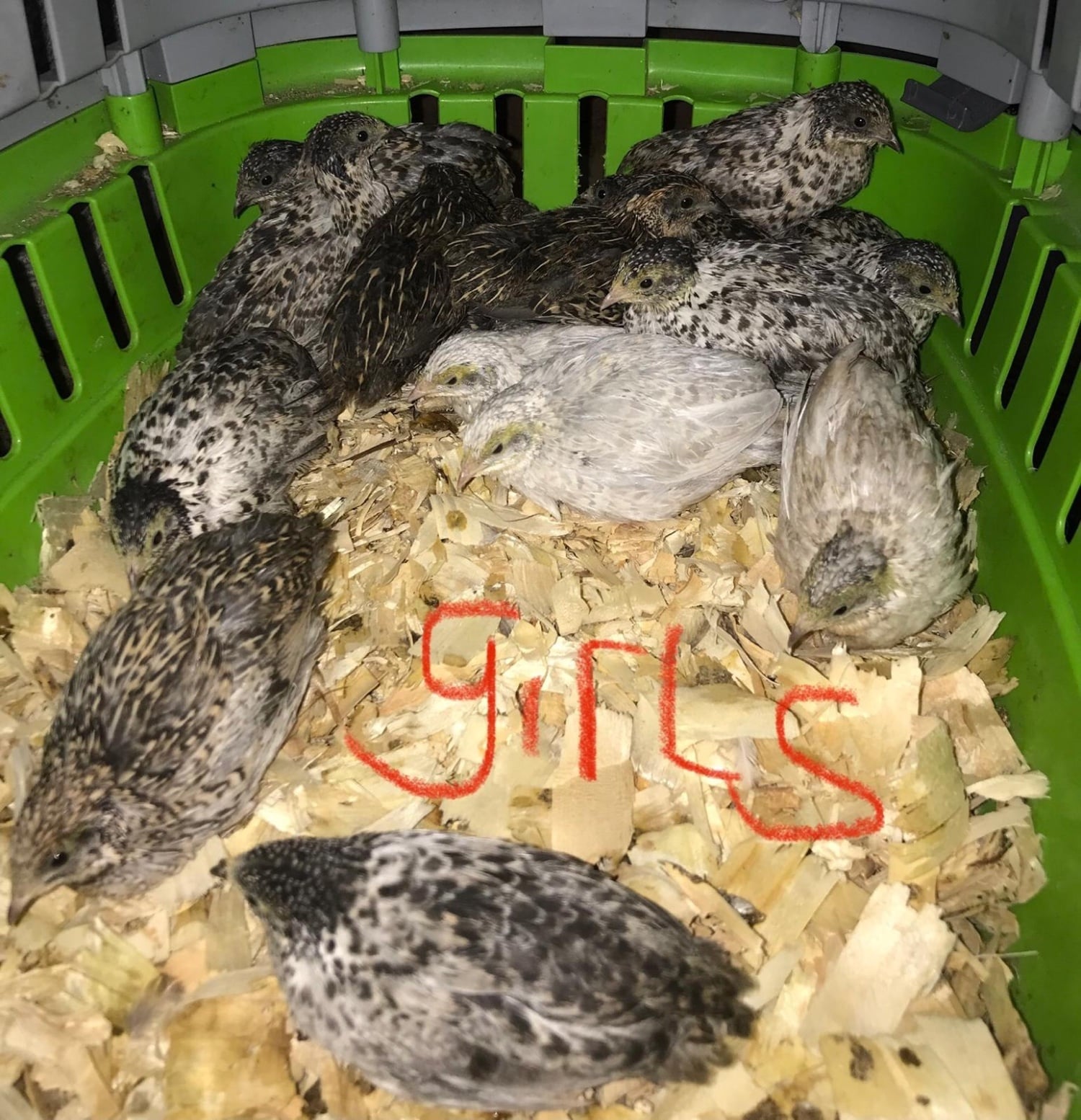 QUAILS,POINT OF LAY CHINESE PAINTED BUTTONS !