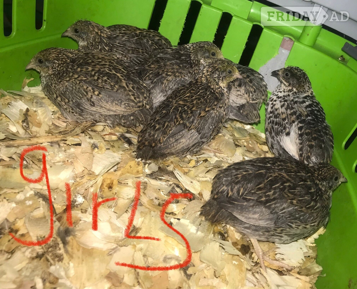 Warminster SEXED QUAILS/CHINESE PAINTED BUTTONS !