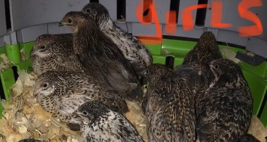 Warminster QUAILS,POINT OF LAY CHINESE PAINTED BUTTONS !