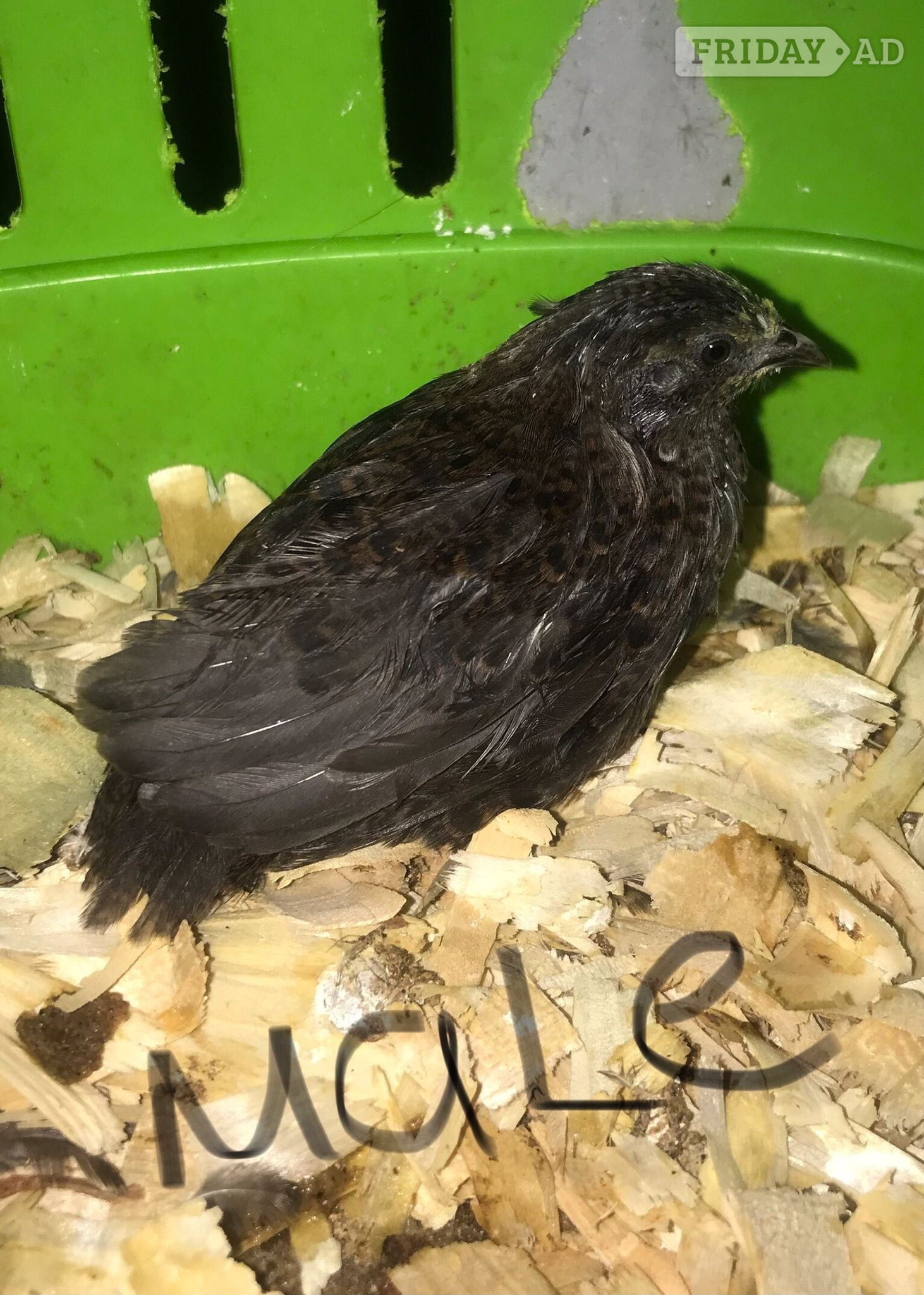 SEXED QUAILS/CHINESE PAINTED BUTTONS ! - Poultry in Warminster