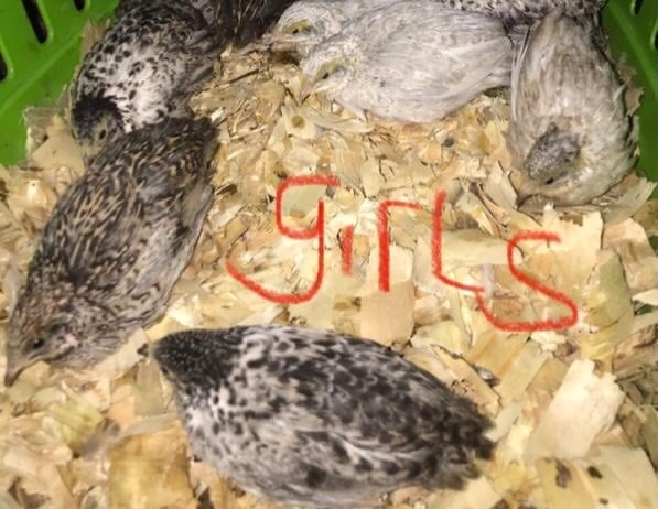QUAILS,POINT OF LAY CHINESE PAINTED BUTTONS ! - Poultry in Warminster