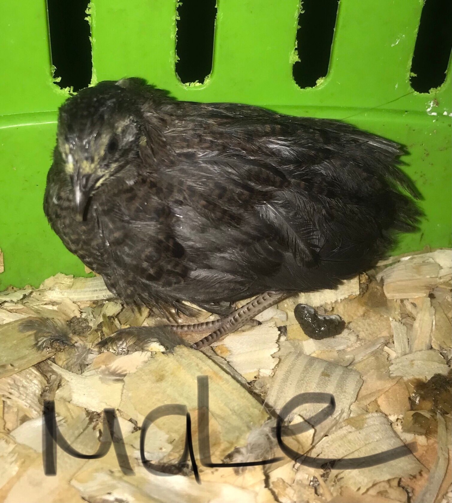 SEXED QUAILS/CHINESE PAINTED BUTTONS ! - Poultry