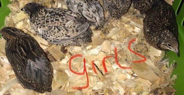 QUAILS,POINT OF LAY CHINESE PAINTED BUTTONS ! - Poultry