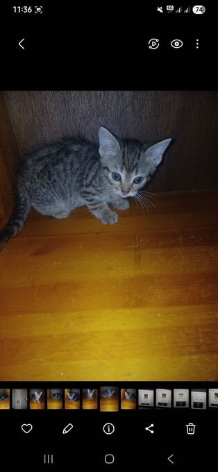 3 ( 8 week old ) little kittens looking for new home