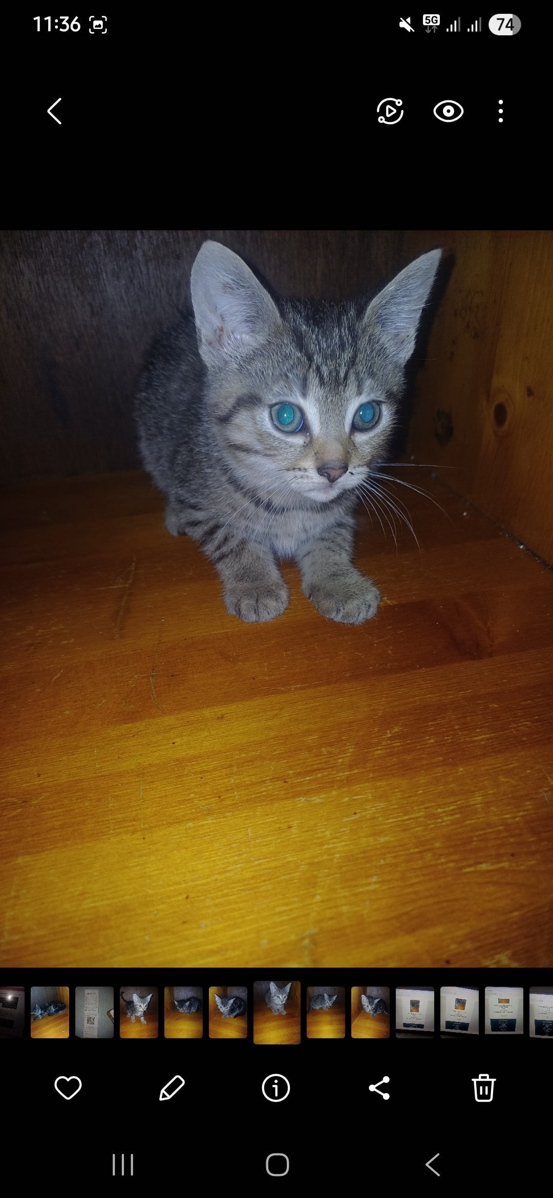 3 ( 8 week old ) little kittens looking for new home