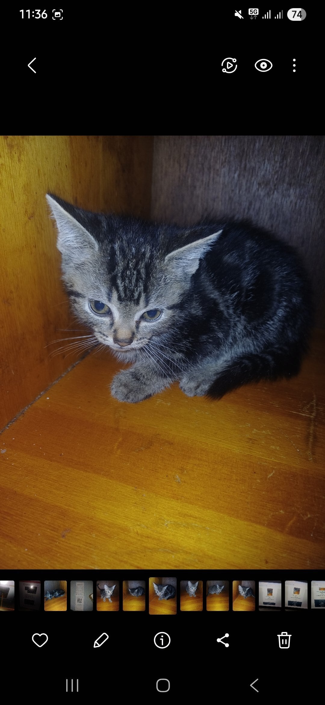 Liverpool 3 ( 8 week old ) little kittens looking for new home