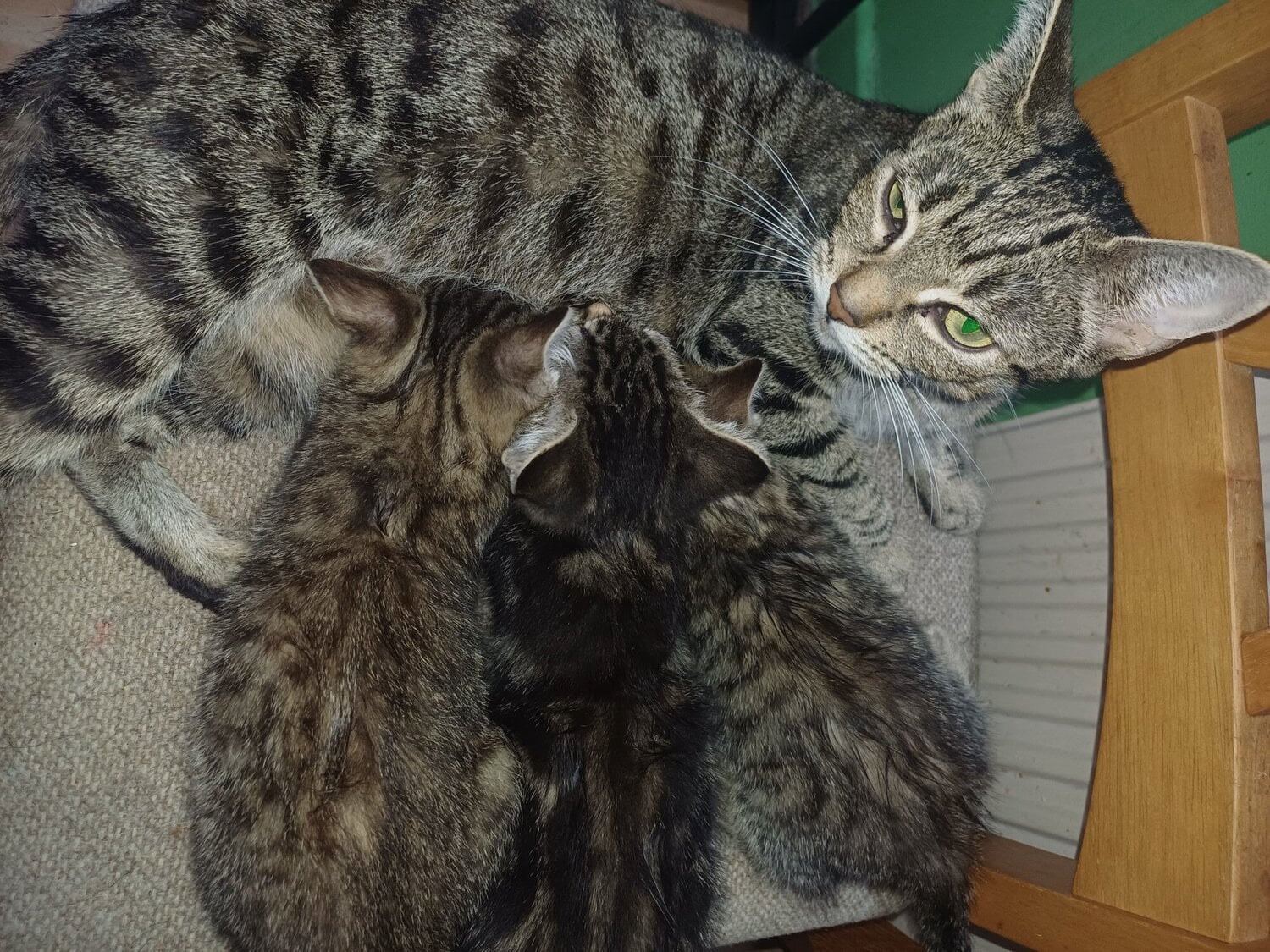3 ( 8 week old ) little kittens looking for new home - Cats & Kittens in Liverpool