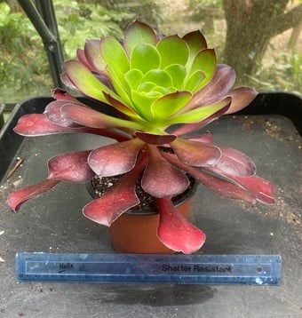 Succulents Aeonium Pomegranate 
