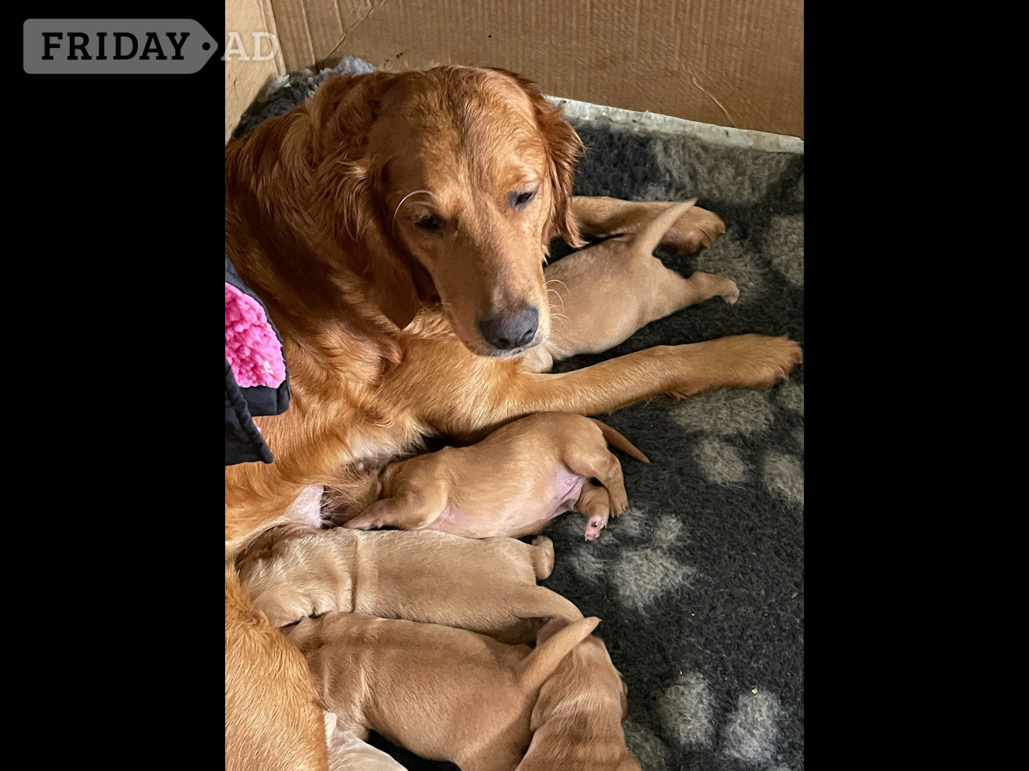 Fox Red Golden Retriever Puppies KC registered and health tested parents  in Burgess Hill