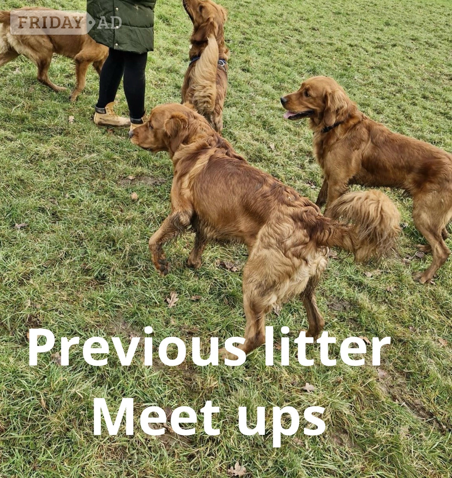 Fox Red Golden Retriever Puppies KC registered and health tested parents 