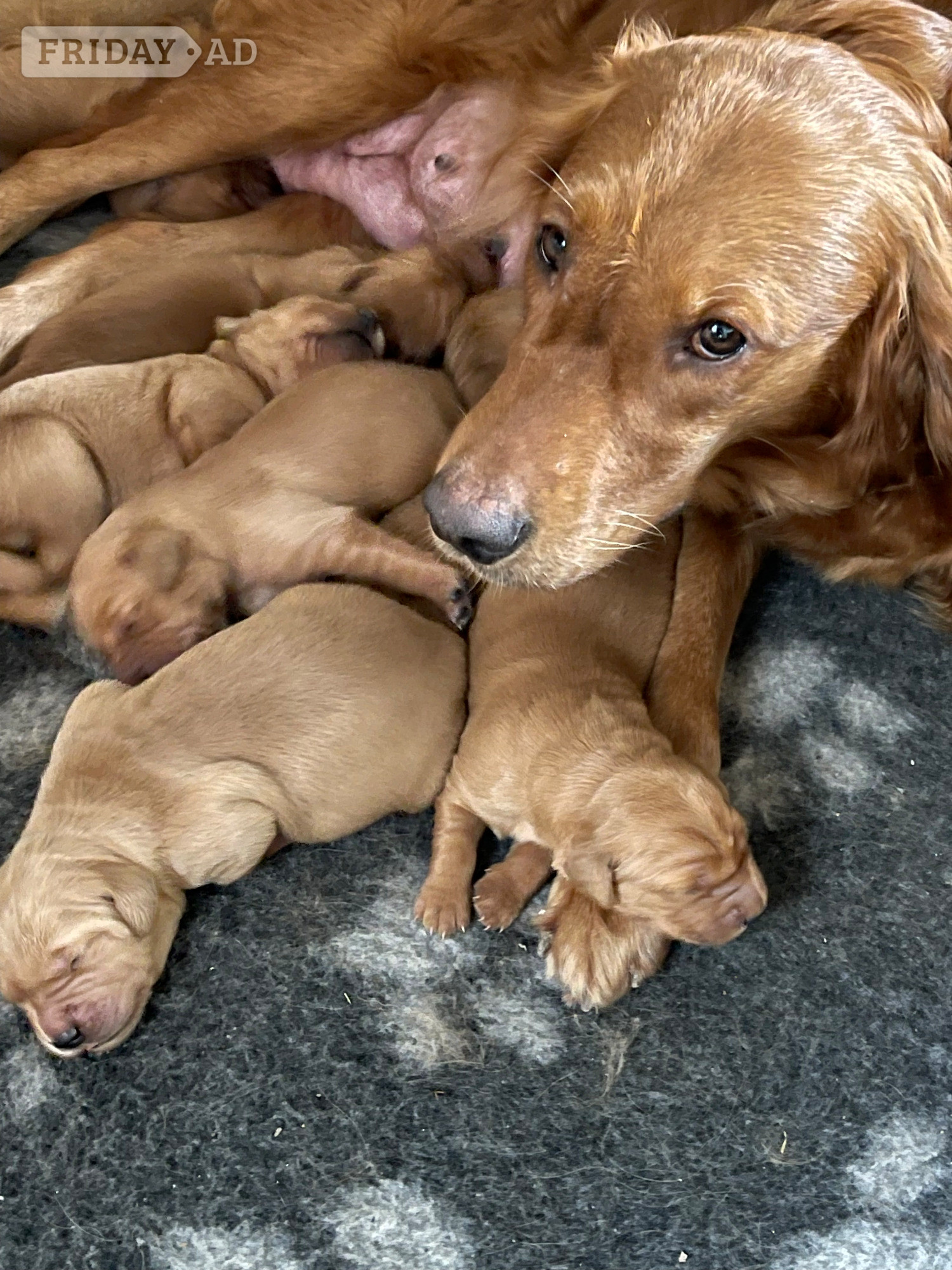 Burgess Hill Fox Red Golden Retriever Puppies KC registered and health tested parents 