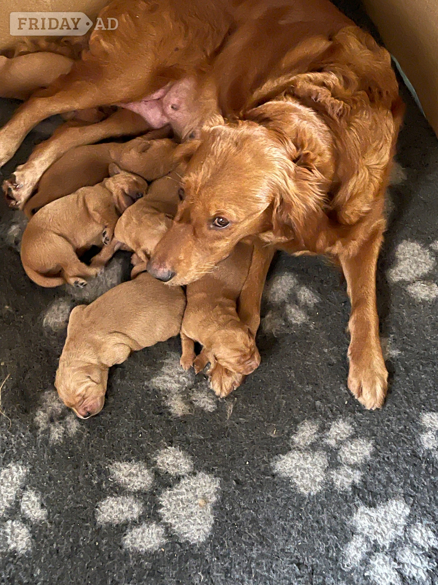 Fox Red Golden Retriever Puppies KC registered and health tested parents  - Dogs & Puppies in Burgess Hill