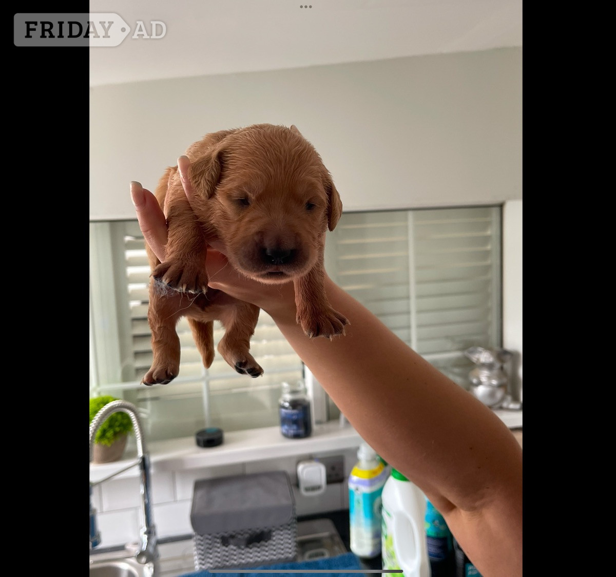 Fox Red Golden Retriever Puppies KC registered and health tested parents  - Dogs & Puppies