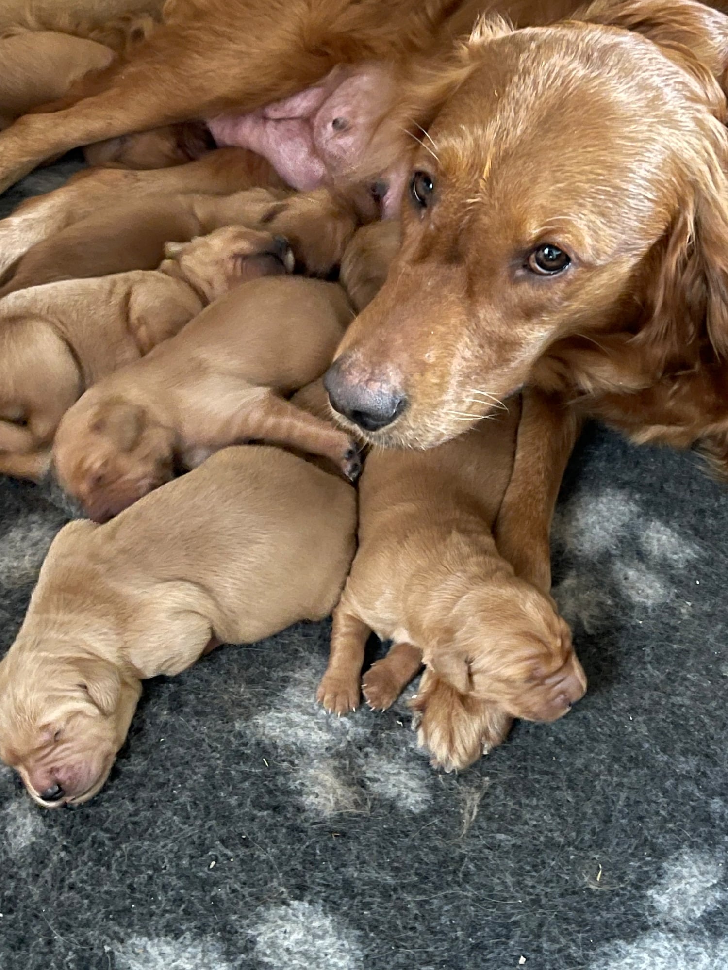 Burgess Hill Fox Red Golden Retriever Puppies KC registered and health tested parents 