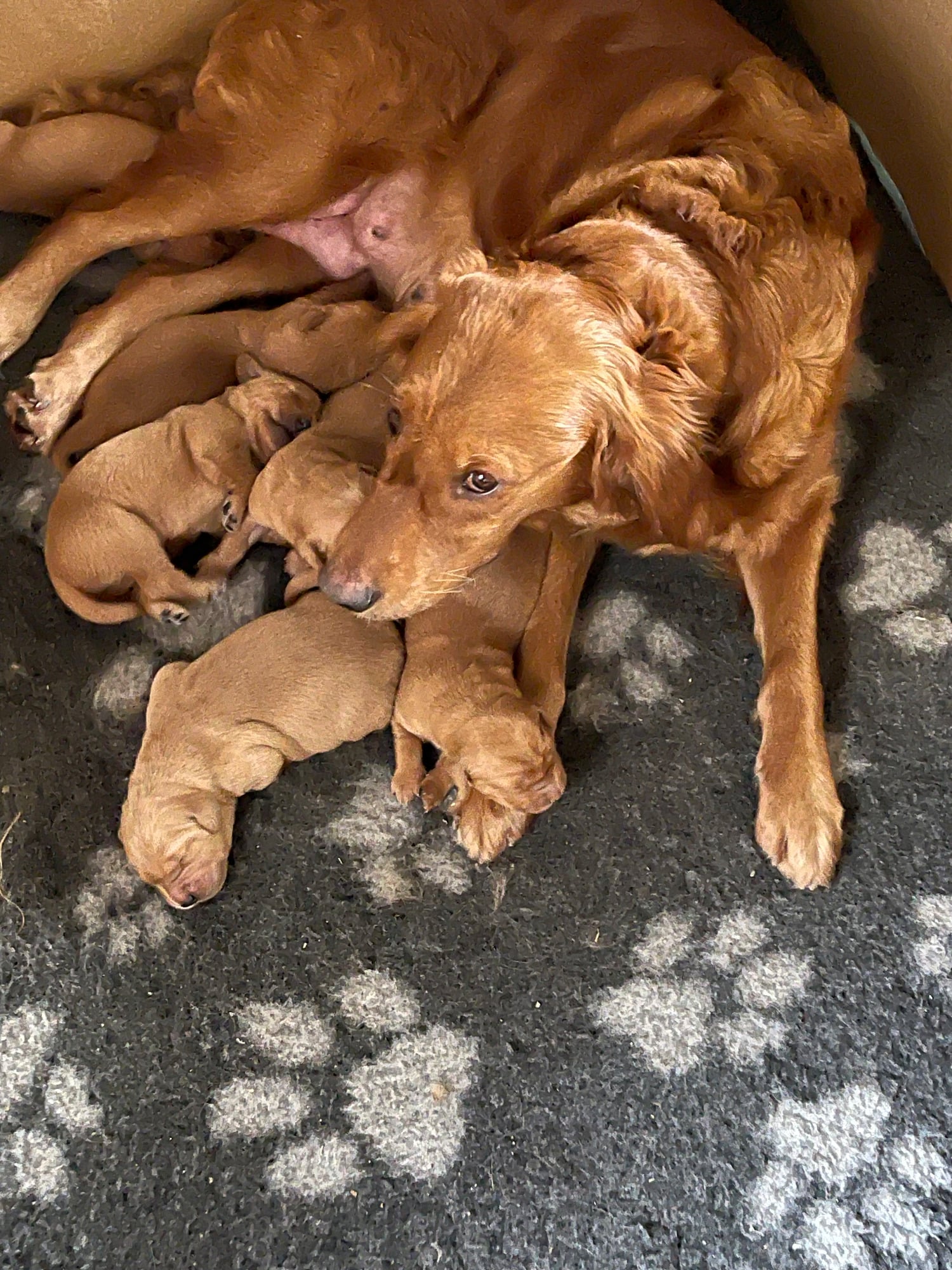 Fox Red Golden Retriever Puppies KC registered and health tested parents  - Dogs & Puppies in Burgess Hill