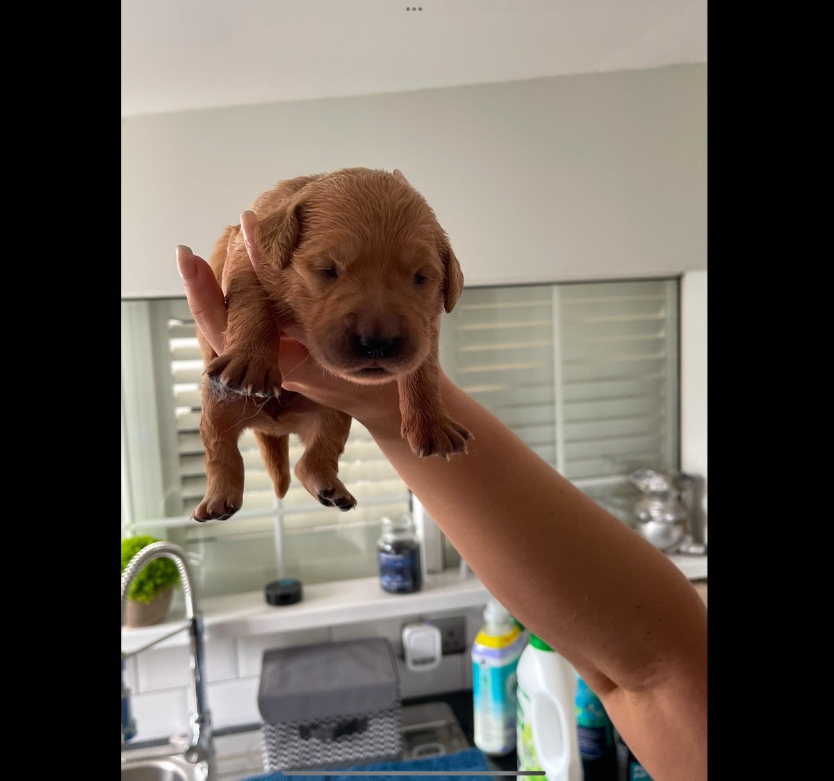 Fox Red Golden Retriever Puppies KC registered and health tested parents  - Dogs & Puppies