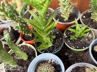 Mixed cacti collection