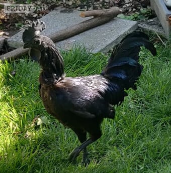 Roosters for sale in London 