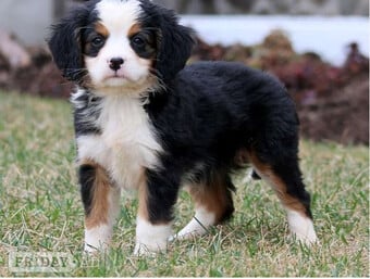 Bernese Mountain Puppies