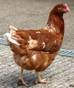 Fully vaccinated point of lay chickens 