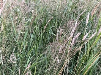 Meadow Hay for sale