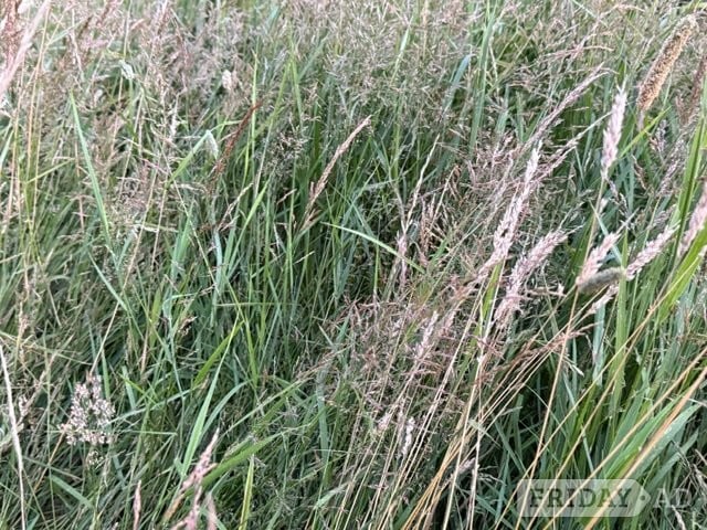 Meadow Hay for sale in Forest Row