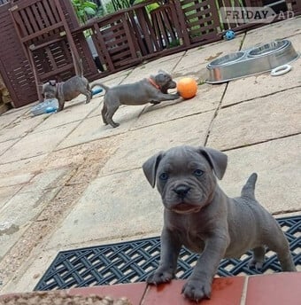  Worthy Staffordshire Bull Terrir Puppies