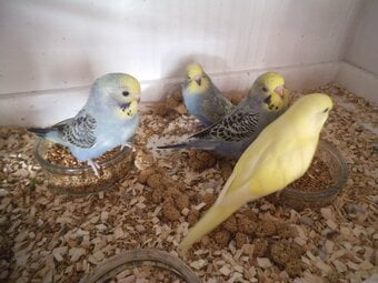 Baby Budgies for sale