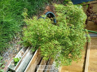 Acer tree green 30 years old