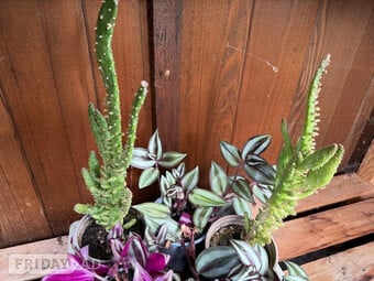 Various House plants 