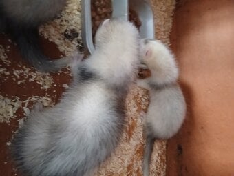 Baby Ferrets 13 weeks old 