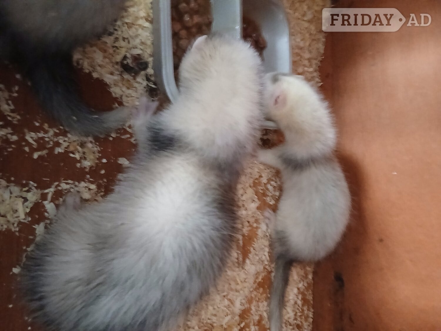Baby Ferrets 13 weeks old  in Chatham