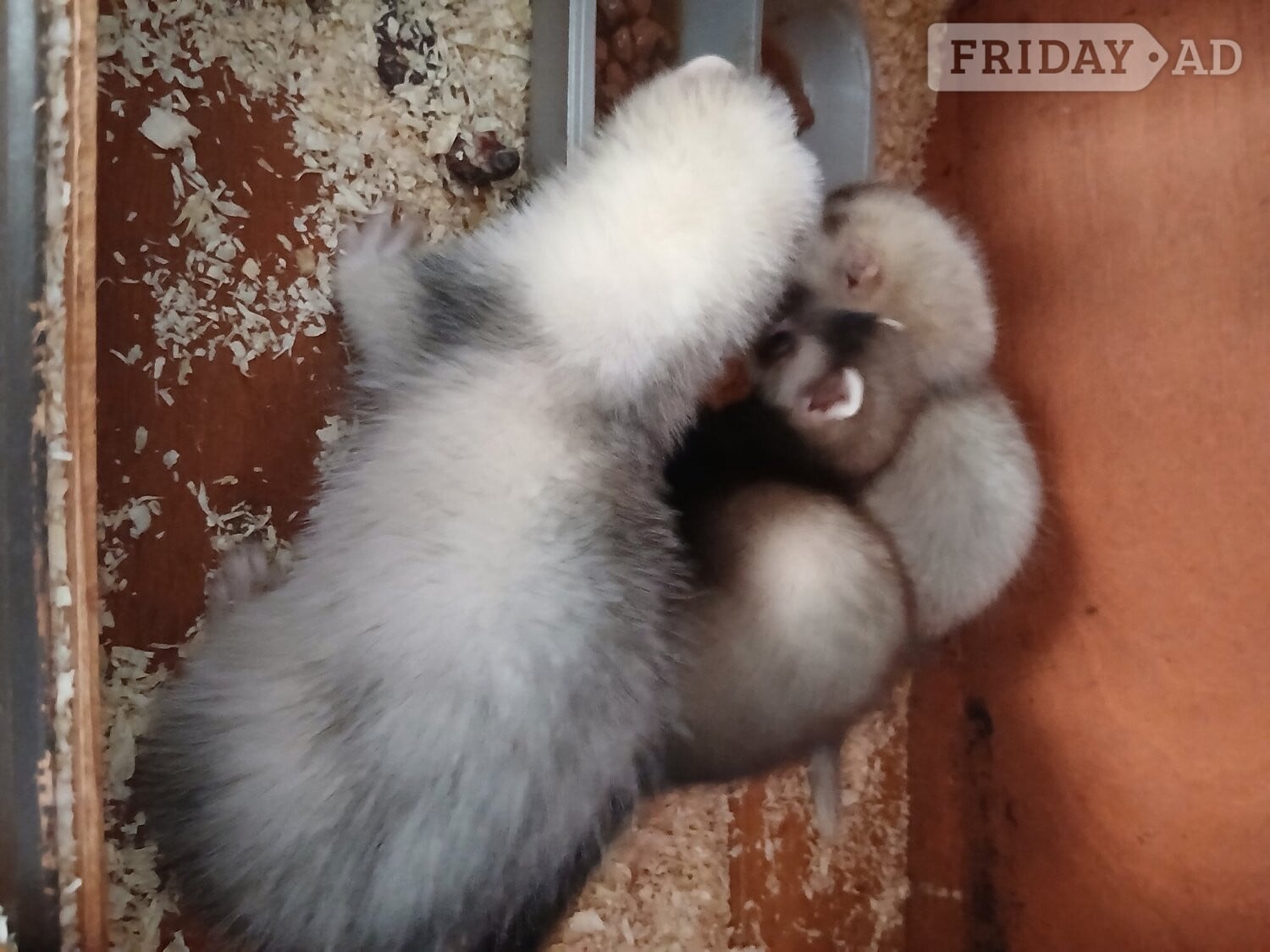 Baby Ferrets 13 weeks old 