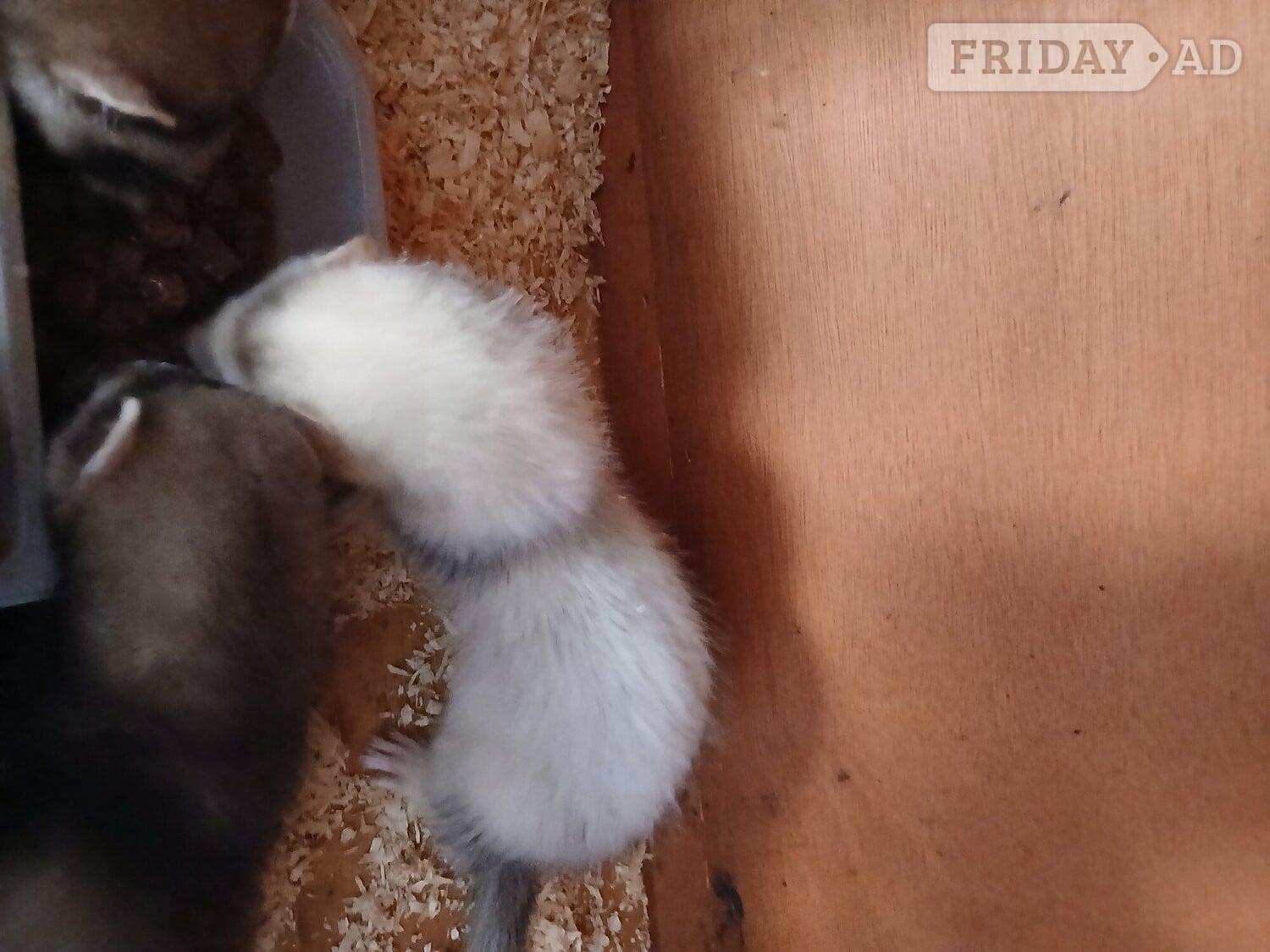 Chatham Baby Ferrets 13 weeks old 