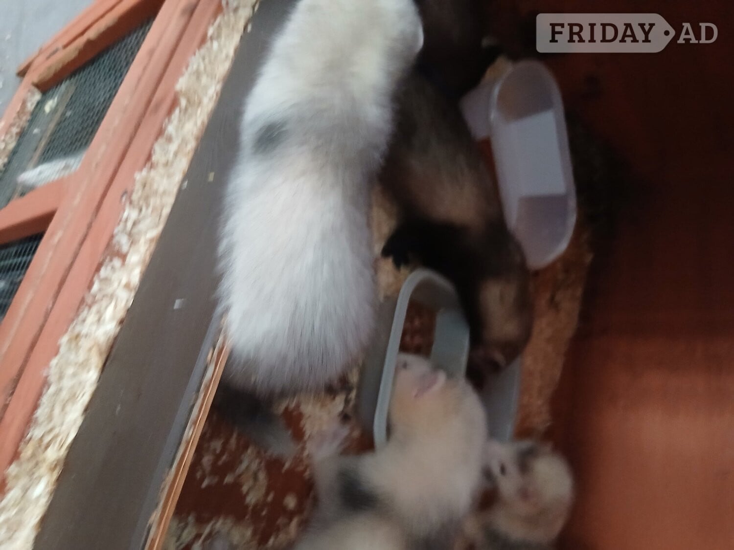 Baby Ferrets 13 weeks old  - Other Pets in Chatham