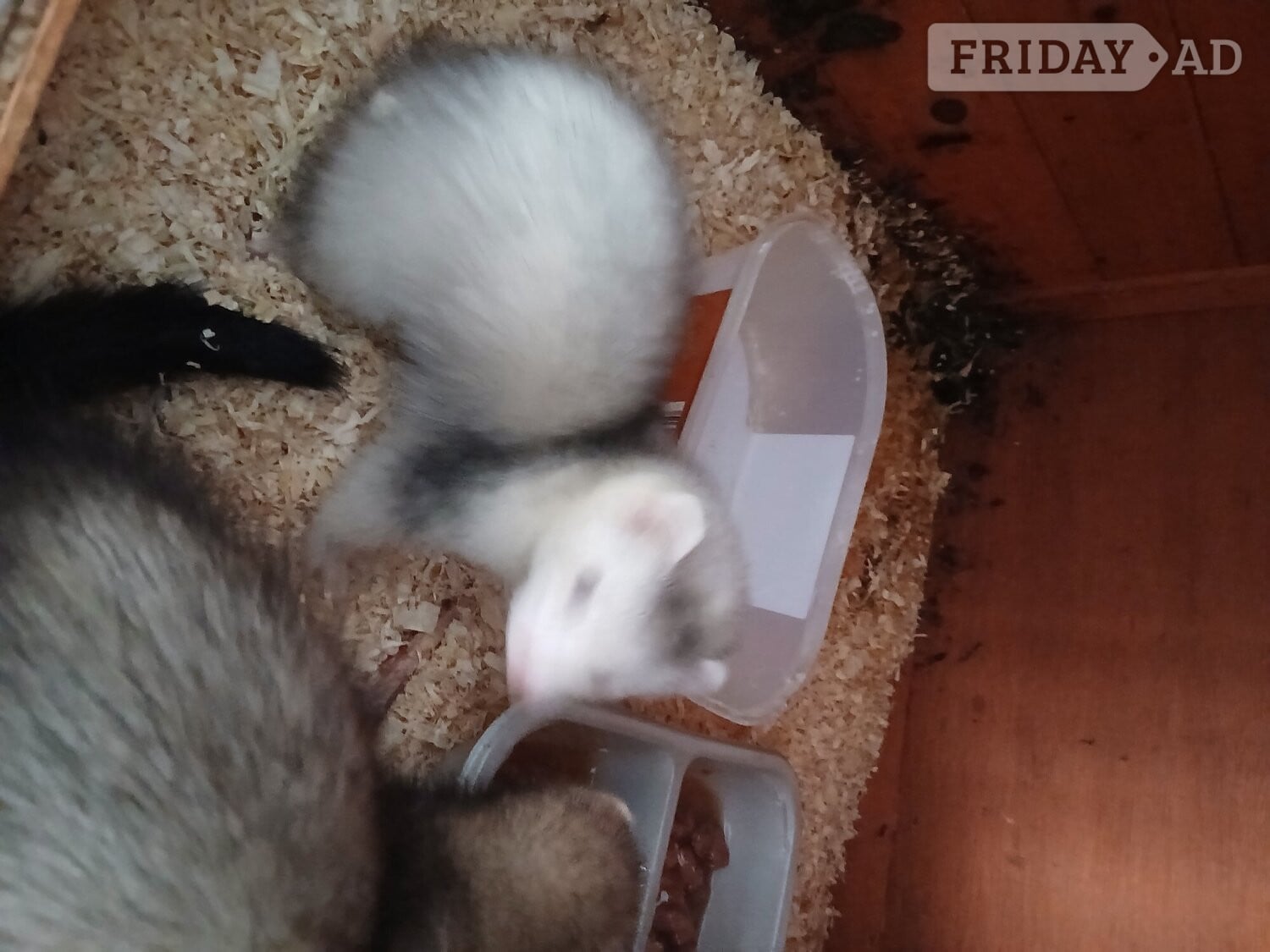 Baby Ferrets 13 weeks old  - Other Pets