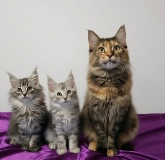 Beautiful GCCF red and black silver maine coons 