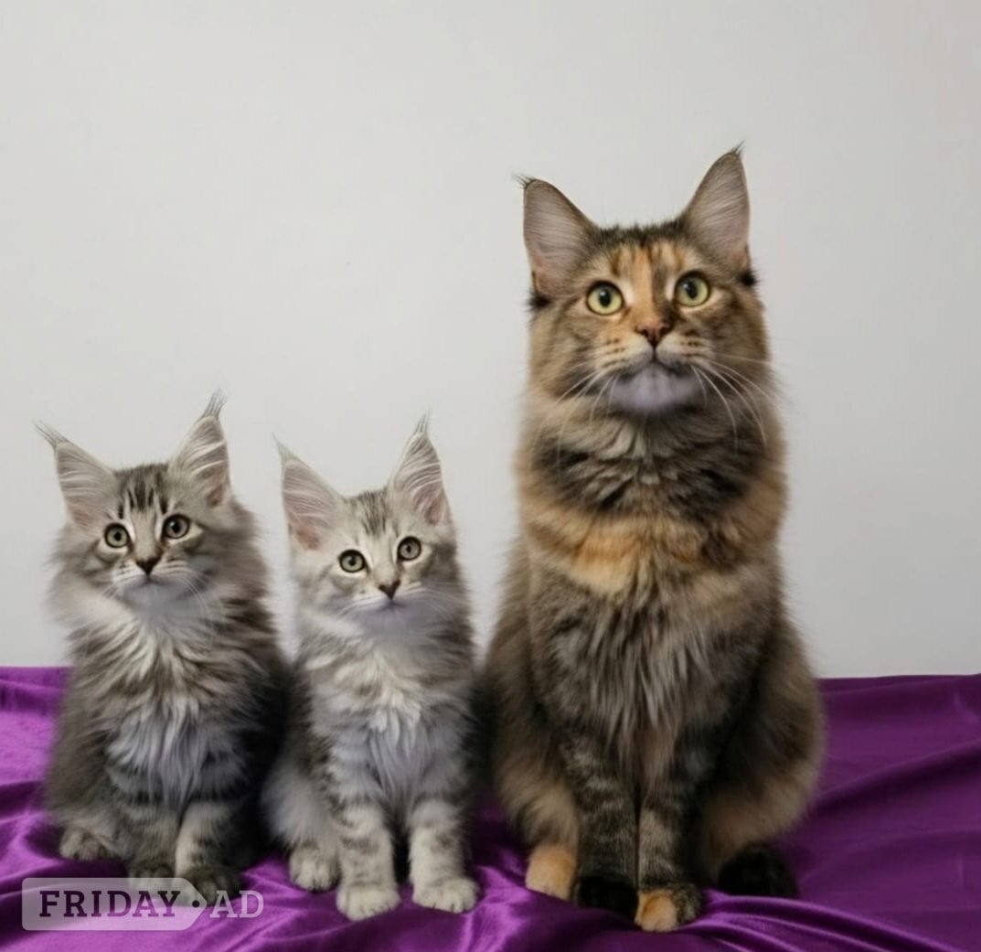 Beautiful GCCF red and black silver maine coons  in Bristol