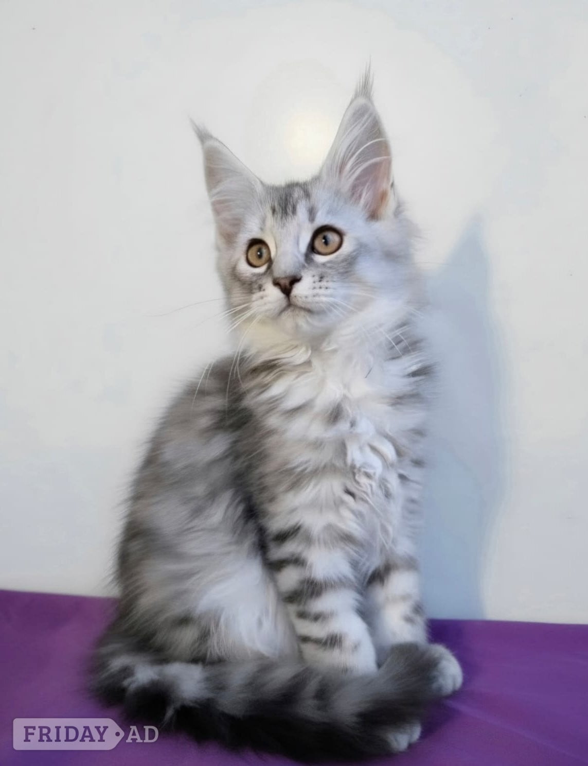 Beautiful GCCF red and black silver maine coons 