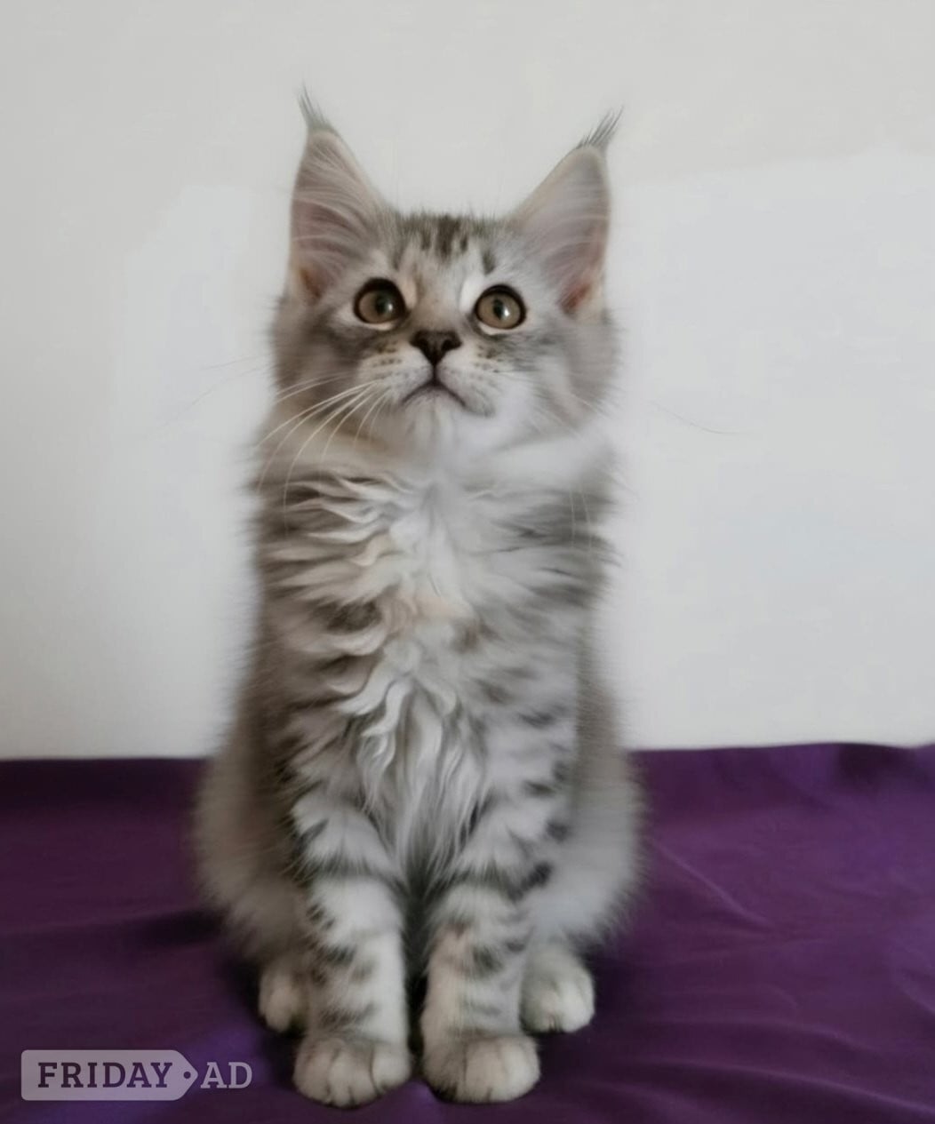 Bristol Beautiful GCCF red and black silver maine coons 
