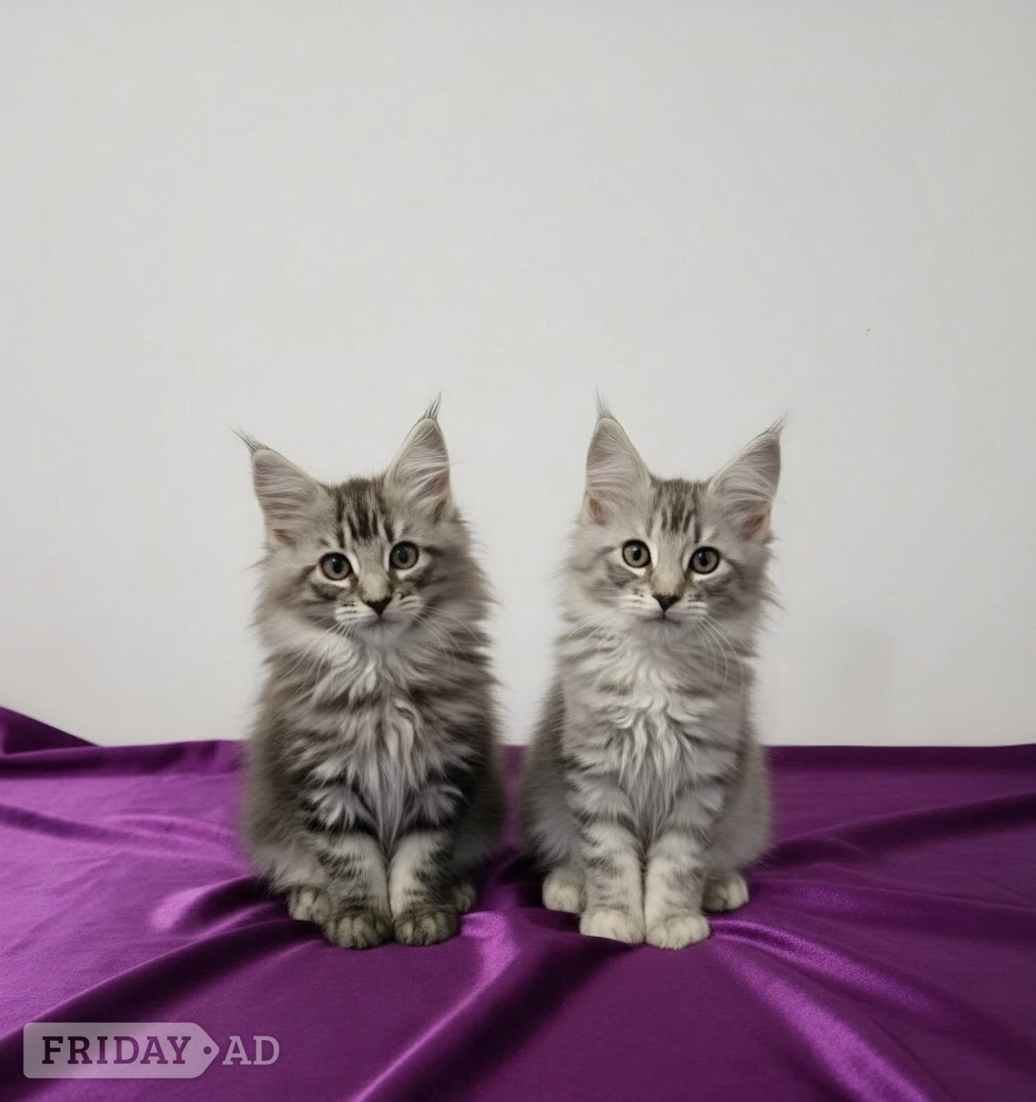 Beautiful GCCF red and black silver maine coons  - Cats & Kittens in Bristol