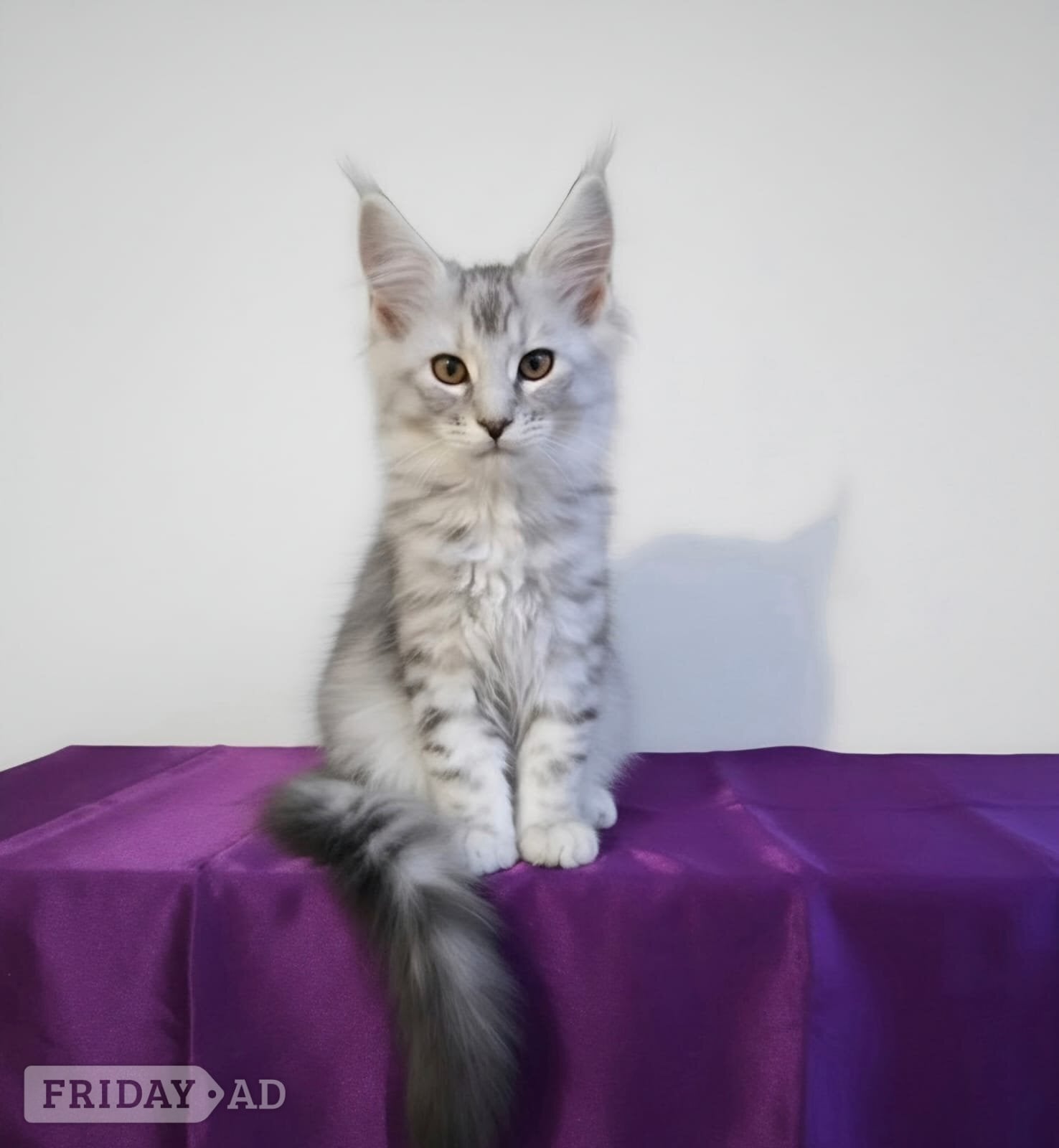 Beautiful GCCF red and black silver maine coons  - Cats & Kittens