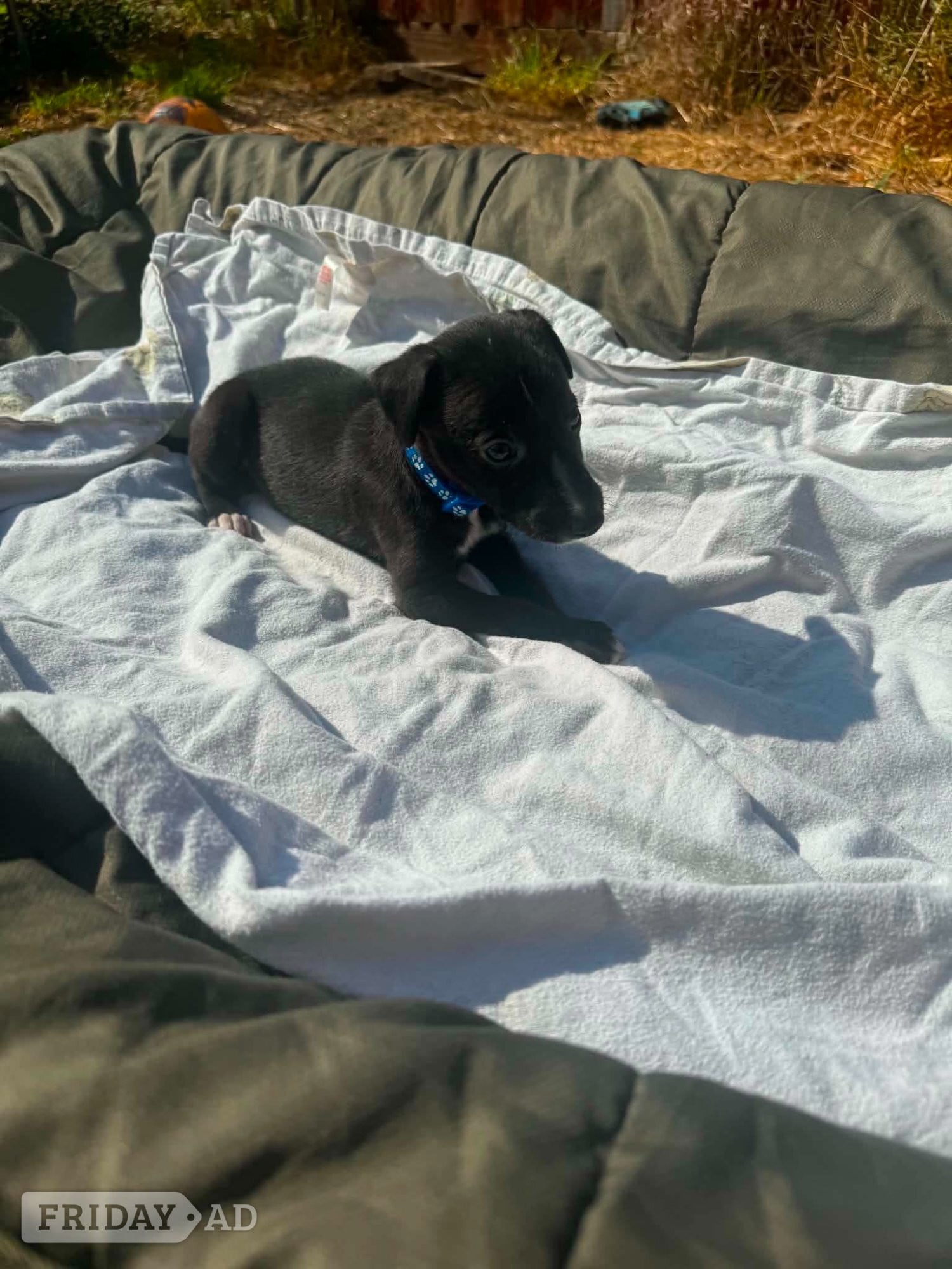 11 LURCHER PUPPIES mixed litter  in Banbury