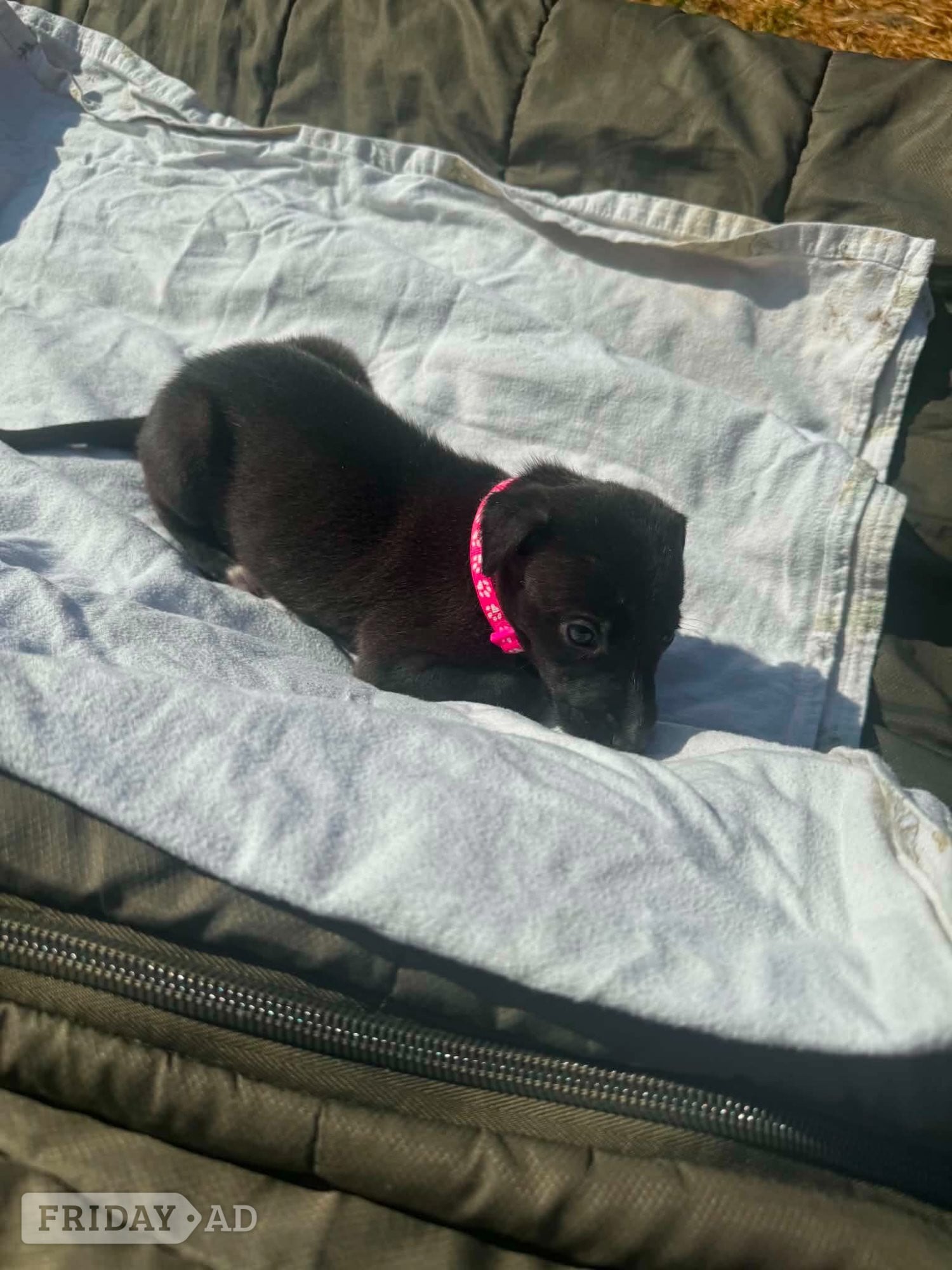 11 LURCHER PUPPIES mixed litter 