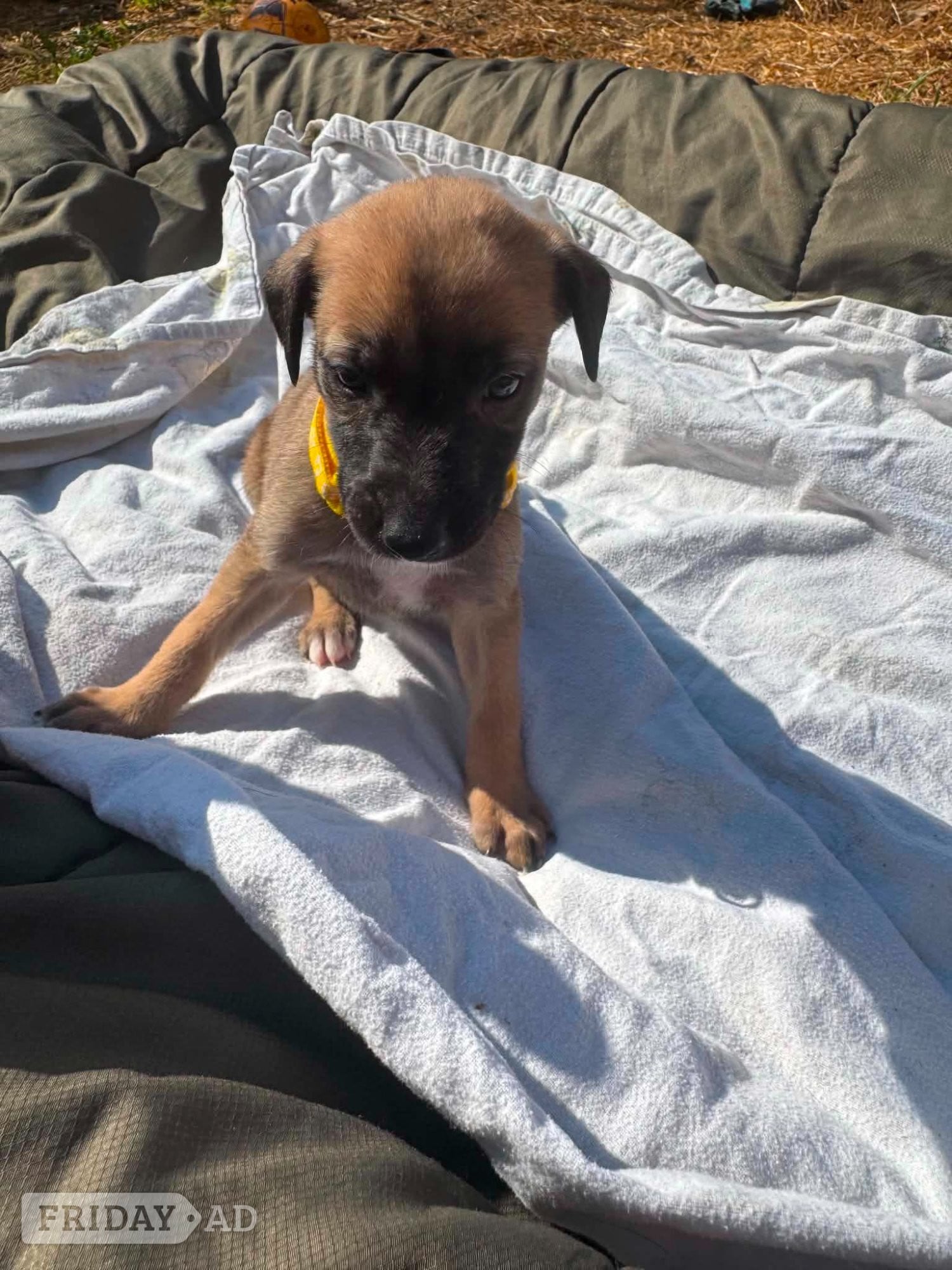 Banbury 11 LURCHER PUPPIES mixed litter 