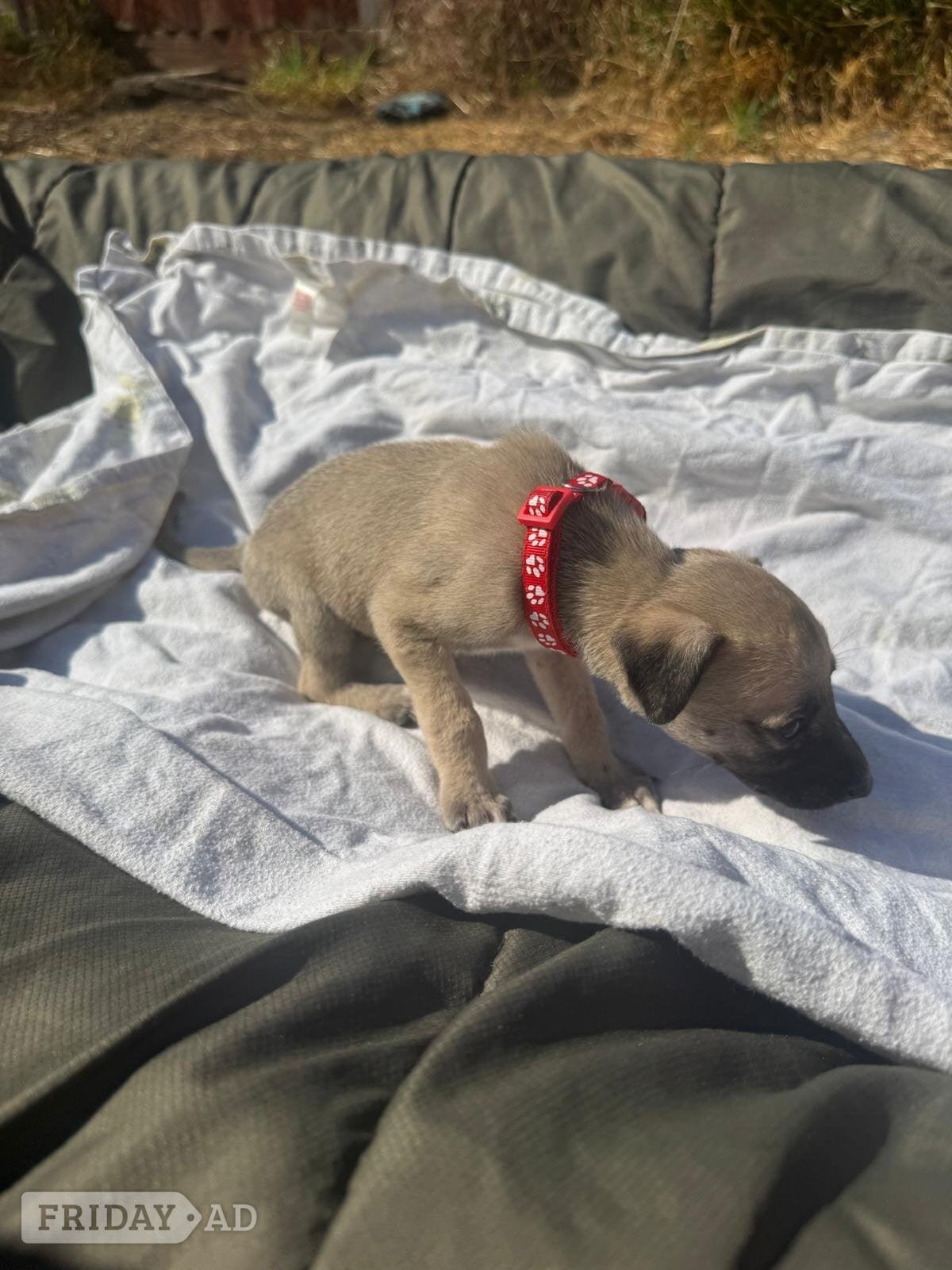 11 LURCHER PUPPIES mixed litter  - Dogs & Puppies in Banbury