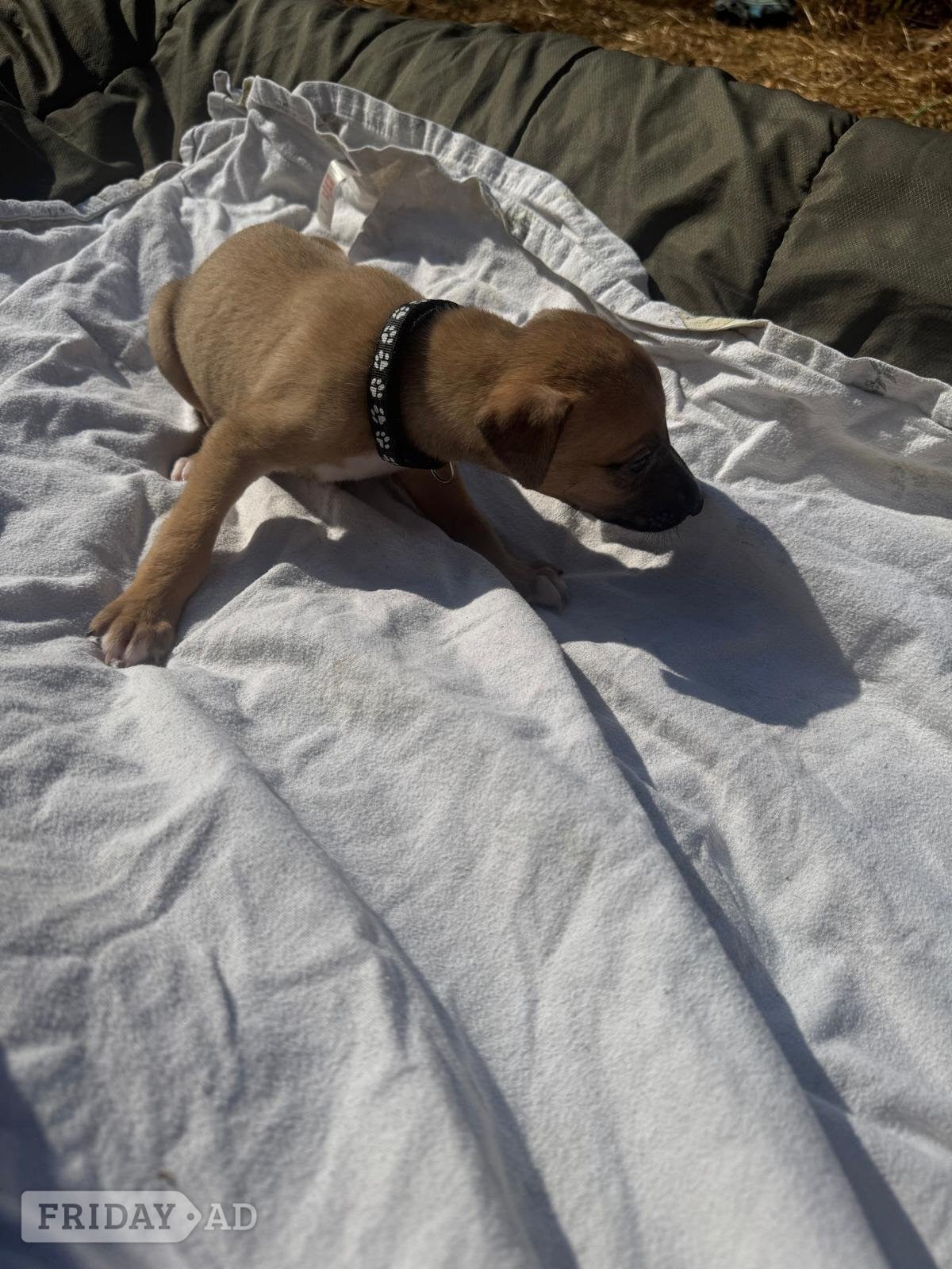 11 LURCHER PUPPIES mixed litter  - Dogs & Puppies
